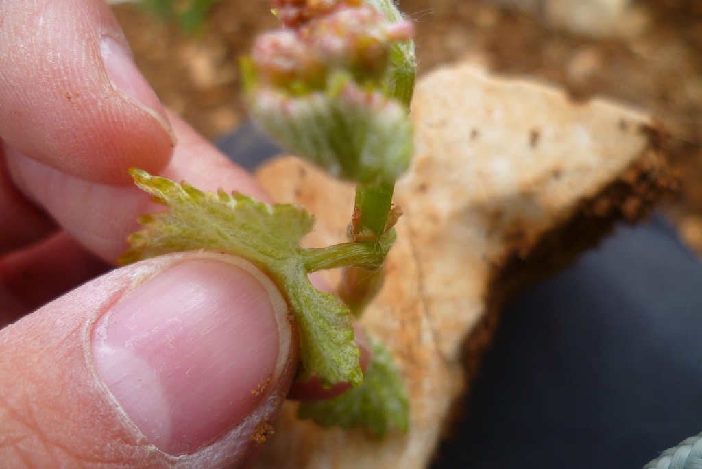摘んだ芽のピノ・ノワールの葉。おやゆびの爪と同じくらいの大きさ。