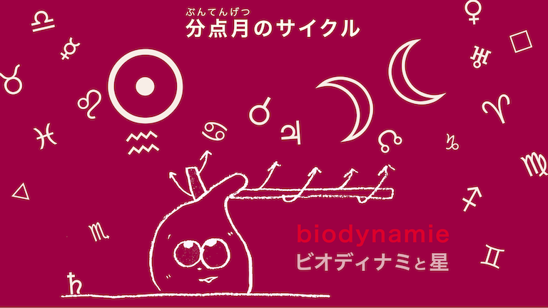 ビオディナミと星-分点月のサイクル