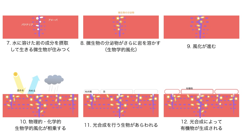 7. 水に溶けた岩の成分を摂取して生きる微生物が住みつく。8. 微生物の分泌物がさらに岩を溶かす（生物学的風化）。9. 風化が進む。10. 物理的・化学的・生物学的風化が相乗する。11. 光合成を行う生物があらわれる。12. 光合成によって有機物が生成される。