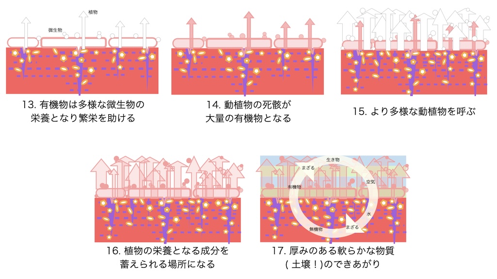 13. 有機物は多様な微生物の栄養となり繁栄を助ける。14. 動植物の死骸が大量の有機物となる。15. より多様な動植物を呼ぶ。16. 植物の栄養となる成分を蓄えられる場所になる。17. 厚みのある軟らかな物質( 土壌！)のできあがり。