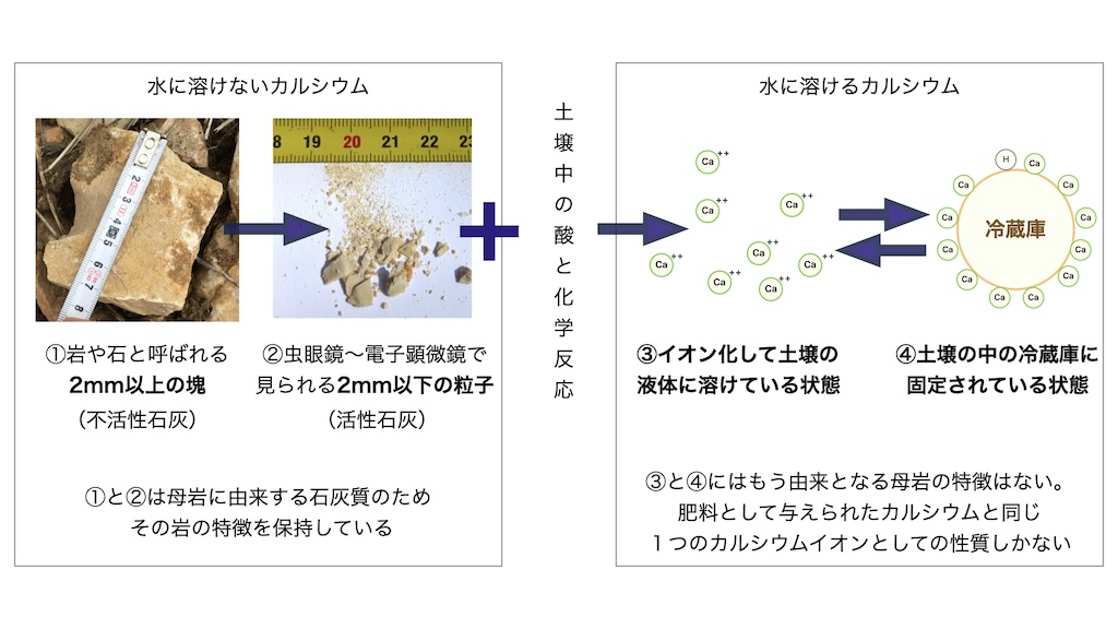 カルシウムは土の中で4つの状態で存在することができます