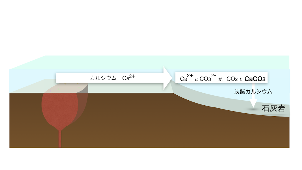 カルシウムイオンは海水中の炭酸イオンと出会って化学反応を起こします。そうしてできるのが二酸化炭素と、炭酸カルシウムです。この炭酸カルシウムこそが石灰質です。