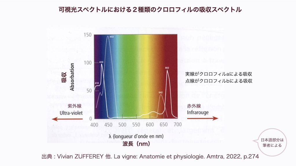 可視光スペクトルにおける２種類のクロロフィルの吸収スペクトル