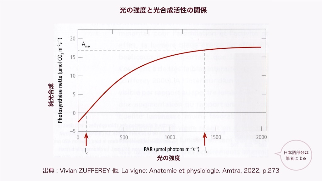 光の強度と光合成活性の関係