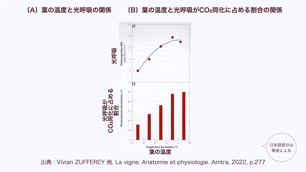 葉の温度と光呼吸の関係