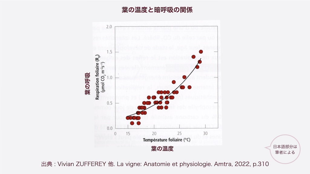 葉の温度と暗呼吸の関係