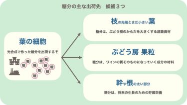 糖分の主な出荷先の、候補は３つ。枝の先端と小さな葉。ぶどう房・果粒。幹や根の太い部分。