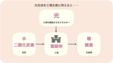 光合成のことを無理やり工場生産に例えると、葉緑体が工場で、材料は水と二酸化炭素、生産物は糖と酸素、そして、その工場を駆動させるエネルギーが光だと言えます。