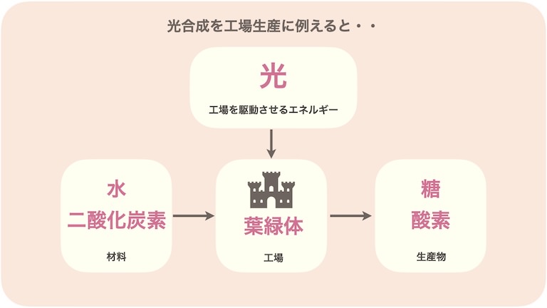 光合成のことを無理やり工場生産に例えると、葉緑体が工場で、材料は水と二酸化炭素、生産物は糖と酸素、そして、その工場を駆動させるエネルギーが光だと言えます。