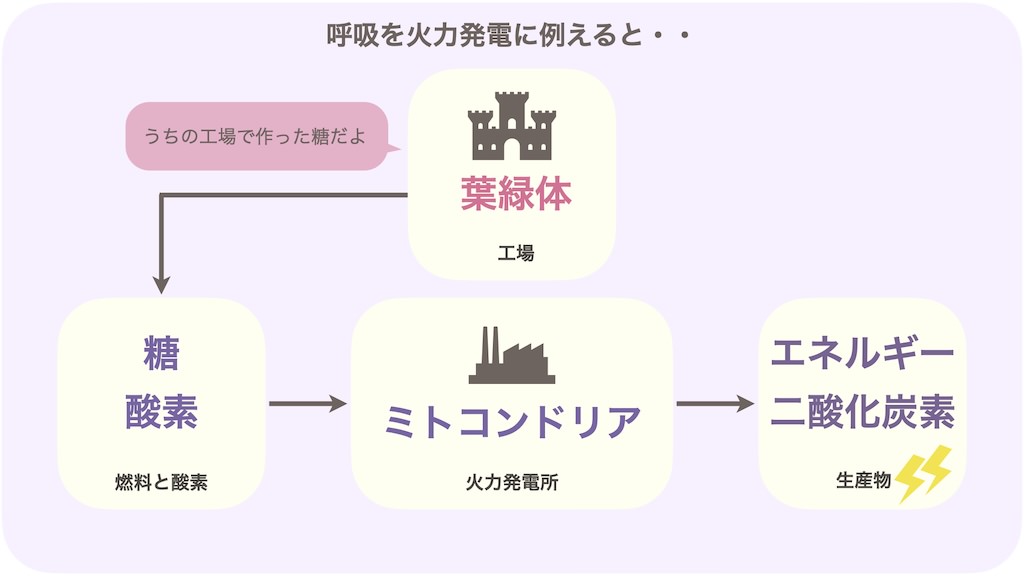 葉緑体が糖を作る工場であるなら、ミトコンドリアは糖から今まさに使うエネルギーを取り出す火力発電所です。