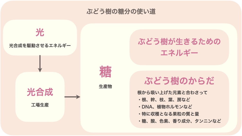 光合成でできた糖分は主に「ぶどう樹が生きるエネルギーになる」「ぶどう樹のからだになる」